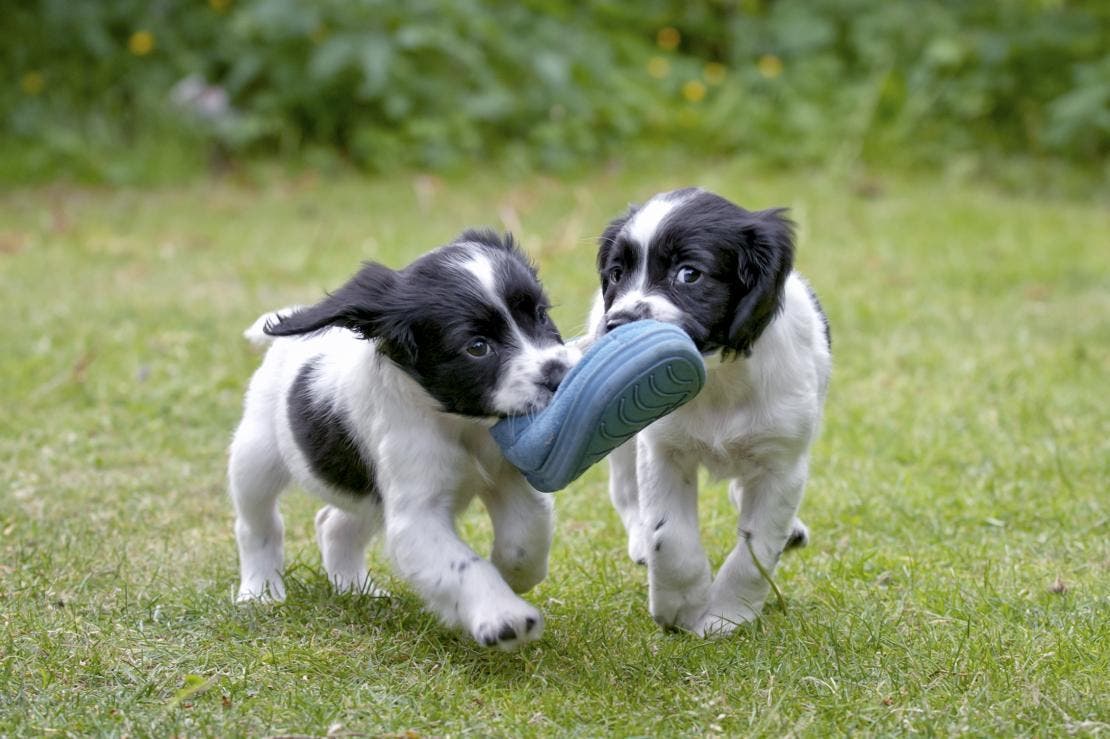 Due cuccioli su un prato che addentano una pantofola mentre corrono