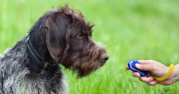 Excited dog responds to dog training clicker and treat
