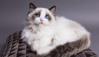 Ragdoll cat