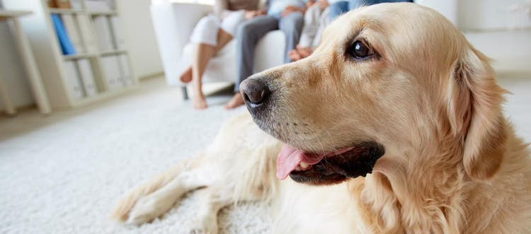 A Labrador sitting on the carpet in the family room