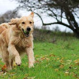Dog running on green grass with a tennis ball in the mouth
