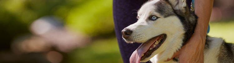 Husky hund med lyse øjne omfavnes af arm udendørs