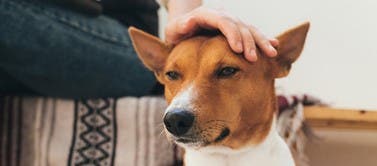 homme caressant un basenji