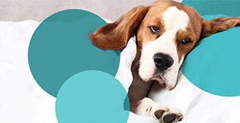 Hurting dog sleeping with sad face 