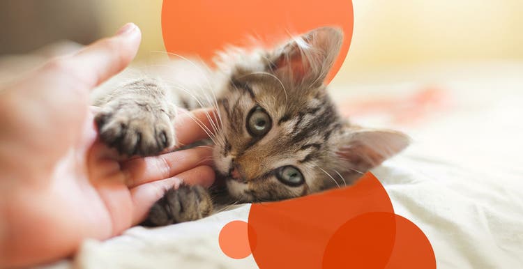  Small kitten biting owner's hand gently.