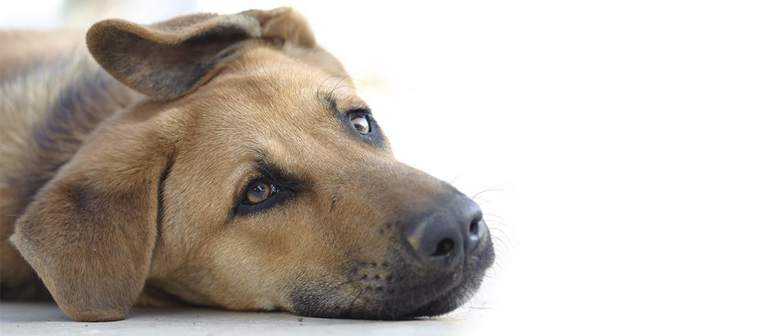 Foto van een bruine hond met hangoren die ligt