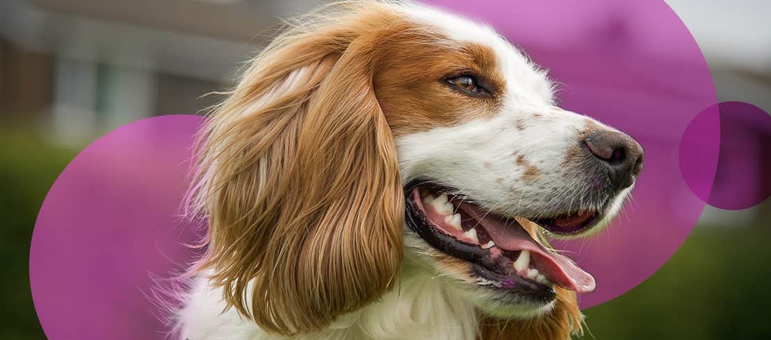 Cocker spaniel panting and standing outside