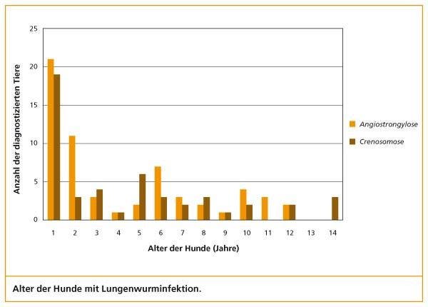 Lungenwurminfektion Grafik