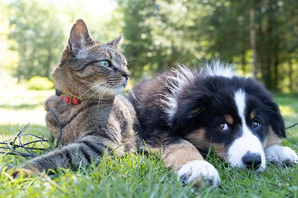 Hund og kat der sidder sammen udendørs i græsset