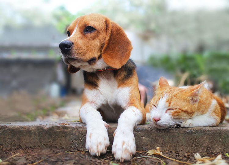 hund und katze im garten