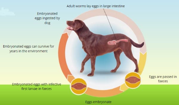 Whipworms life cycle