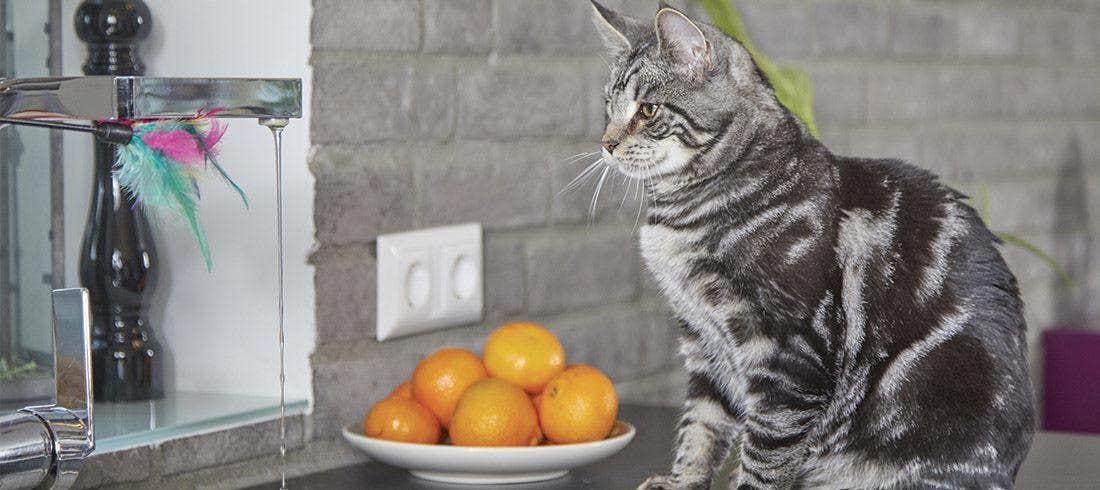 foto gatto prevenzione odori