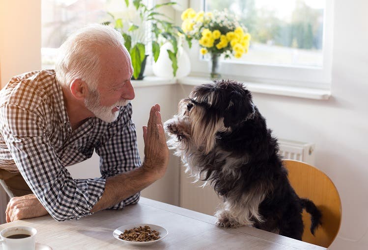Lille hund giver ældre mand high five ved spisebord