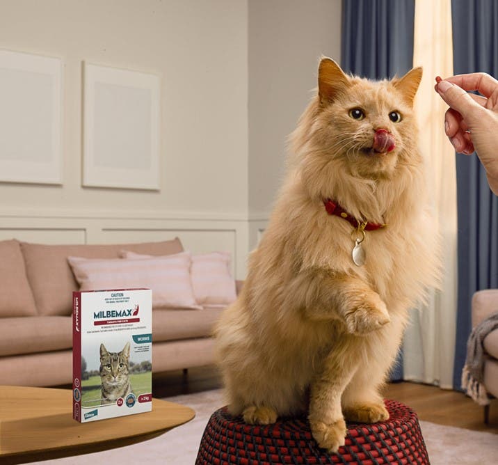 A cat getting a tablet in a living room 