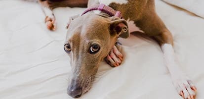 greyhound-on-bed