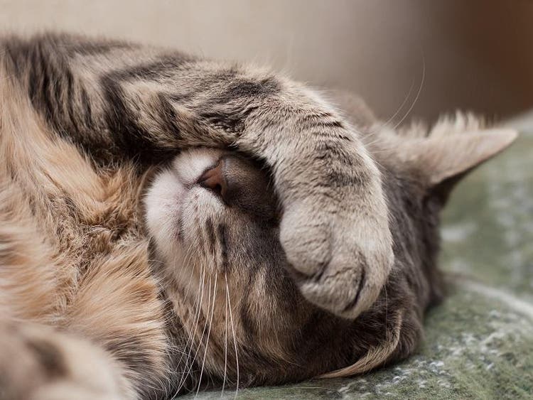 Gato tapándose el rostro con su pata