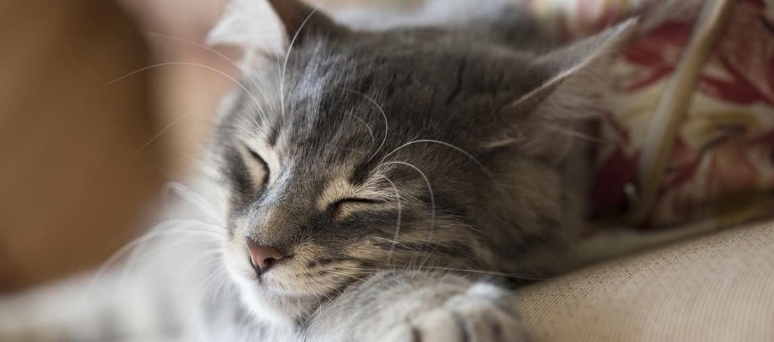 A gray European shorthair cat sleeping peacefully on couch.