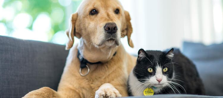 Gato e cachorro deitados juntos