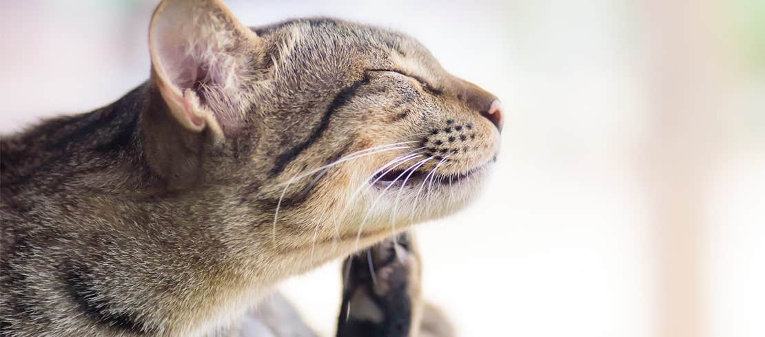 A tabby cat scratching its face with its back leg.