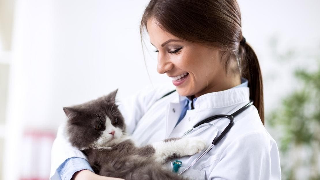odrobaczanie, szczepienia i kwarantanna kotów z adopcji