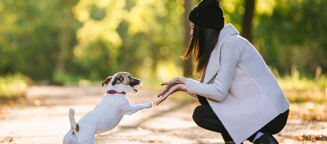 Small white and brown dog high fiving its owner on a walk.