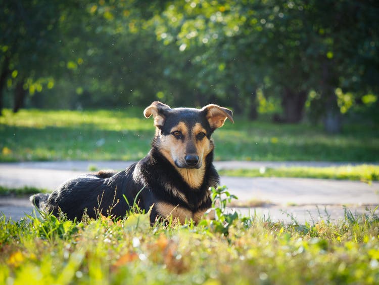 Sort og brun hund ligger ved græsplæne med insekter i luften og sollyset om sig