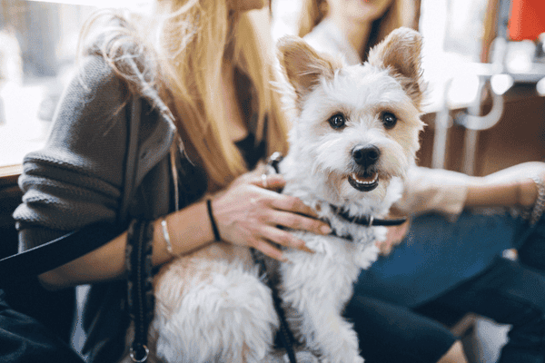 Dog in harness on transport