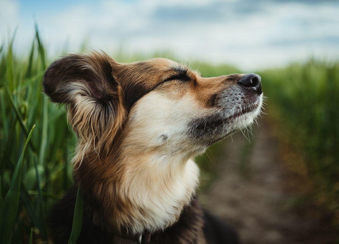 Retrato lateral de um cão no milharal