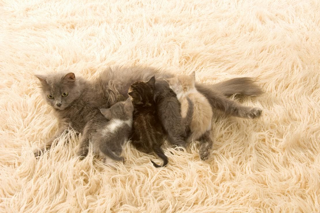 Kittens can also become infected with hookworm from their mother’s milk