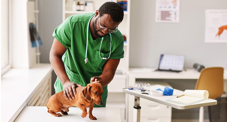 Veterinarian in office examining a dachshund  