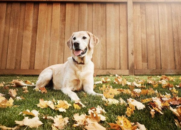 Dog sitting on grass where parasites could be lurking