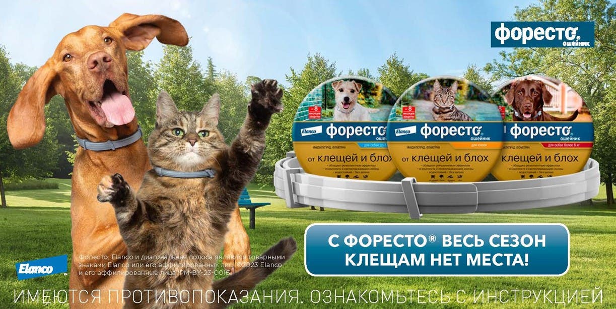 Изображение ошейника Форесто® на фоне парка с собакой и кошкой. "С Форесто" весь сезон клещам нет места!"