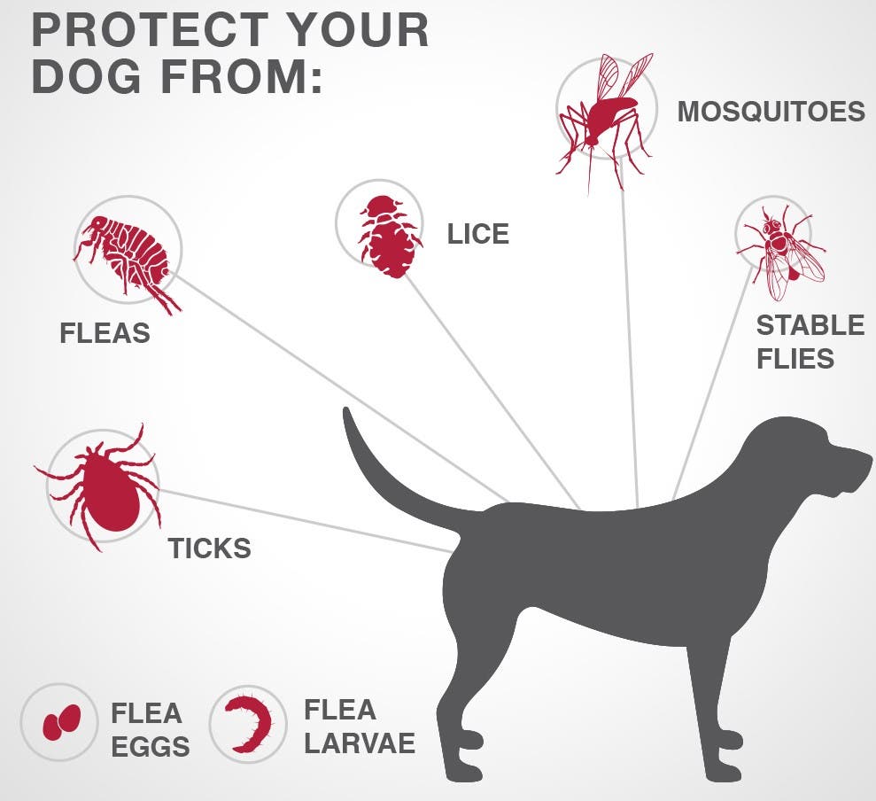 Parasites treated with K9 Advantix II for dogs