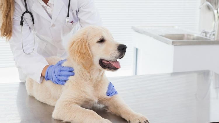 szczepienie i odrobaczanie psów po adopcji