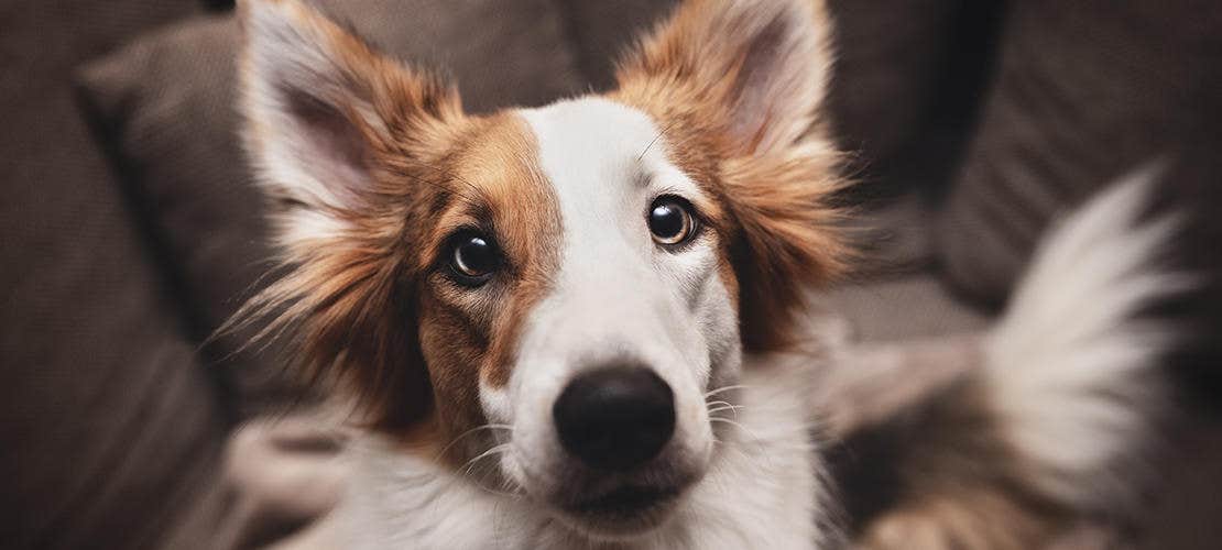 Kan mask hos hund smitta till människo