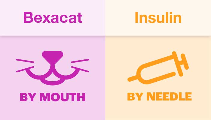 Bexacat: Insulin-Free Feline Diabetes Treatment | Elanco