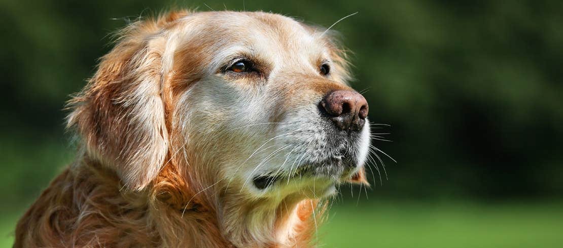 Senior Golden Retriever outside looking away.