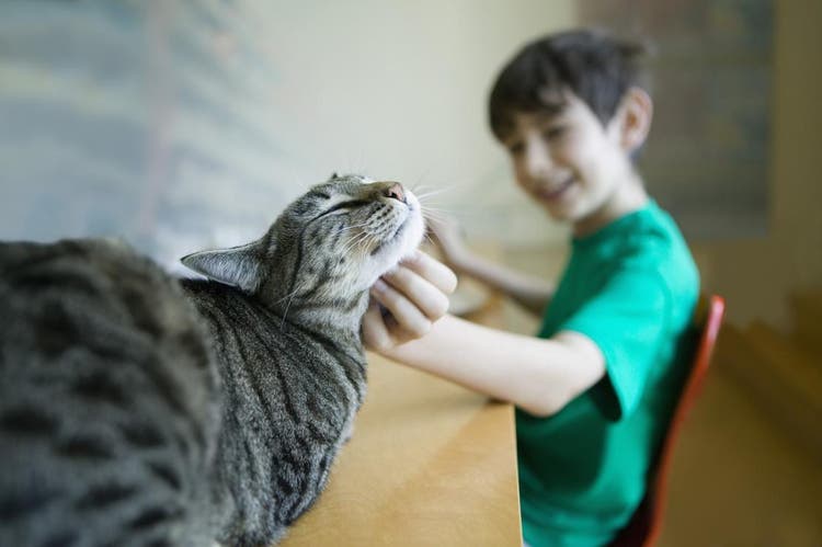 A boy scratching a happy cat under the chin