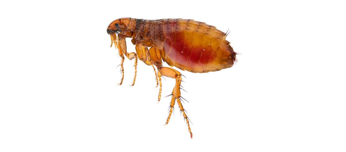 Image of flea