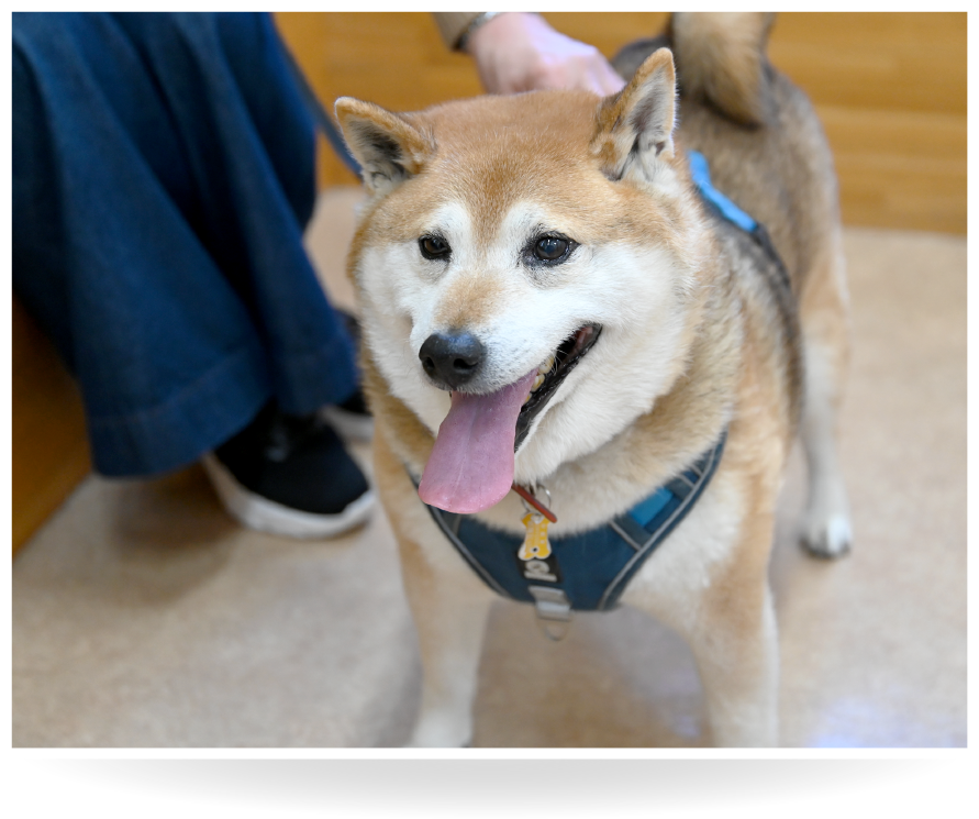 柴犬カイくん