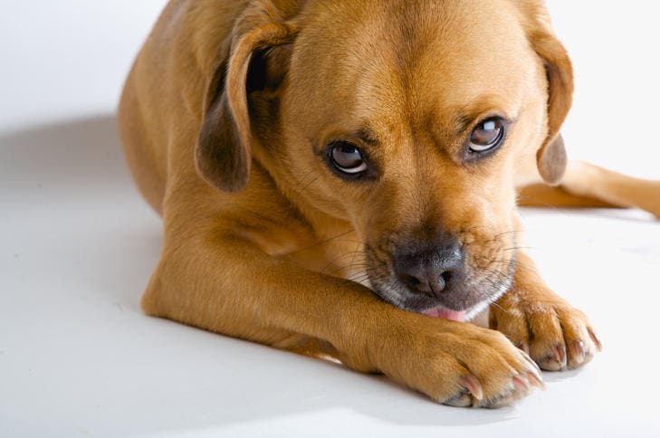 A sad dog with his head on his paws