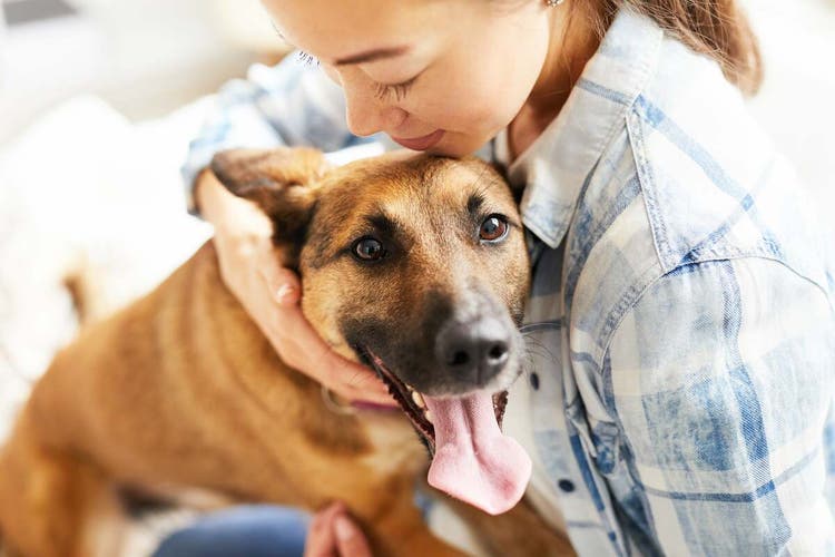 Bruine hond met baasje