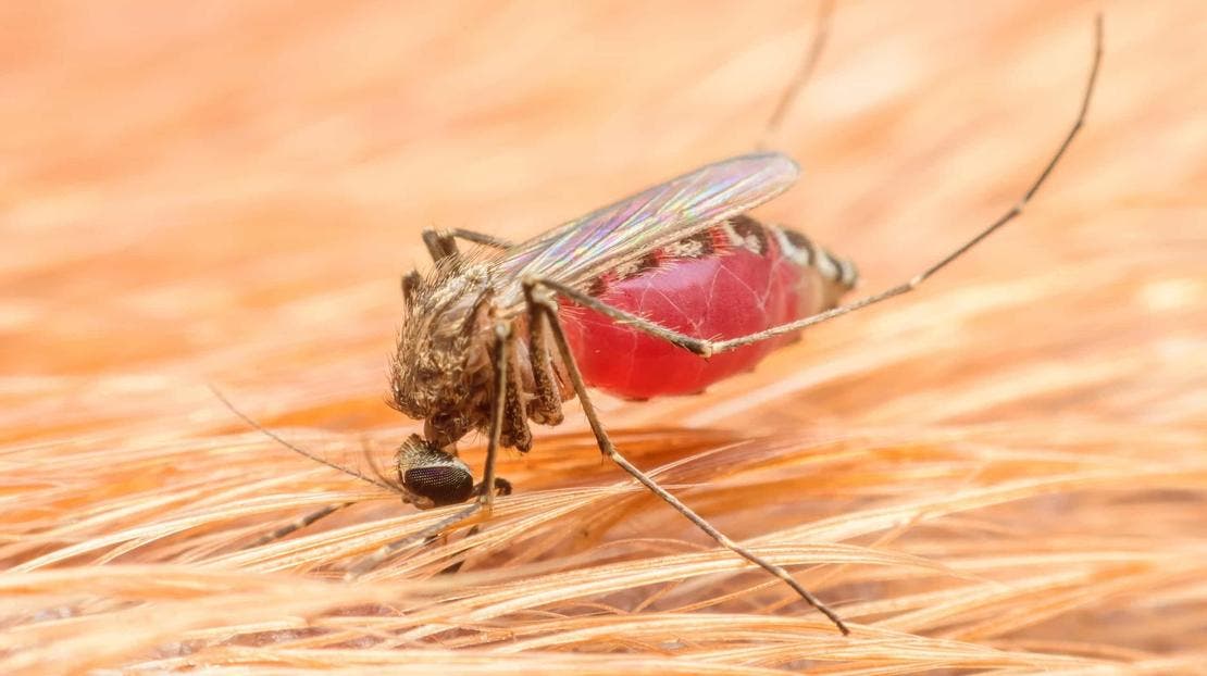 komar zarażający zwierze domowe dirofilarią