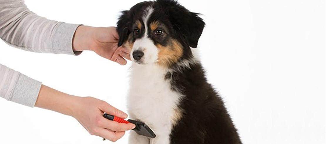 person brushing puppy’s coat
