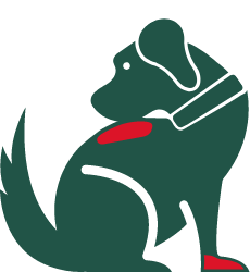 Itchy dogs lick patches on their body