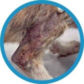 Hair loss and scabs on dog’s leg area