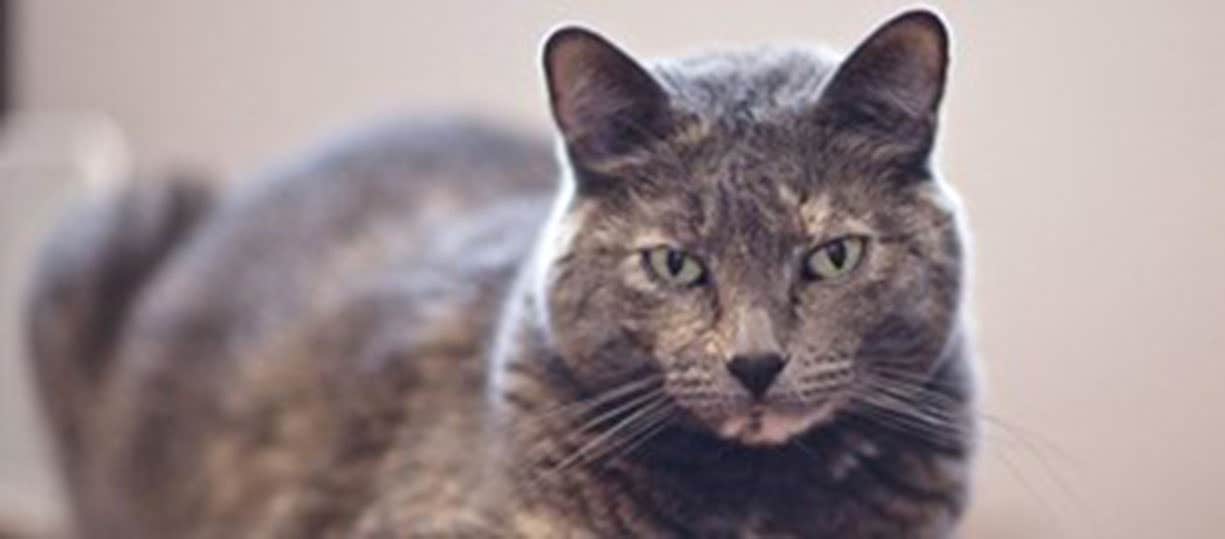 En ældre grå kat sidder og stirrer ind i kameraet     