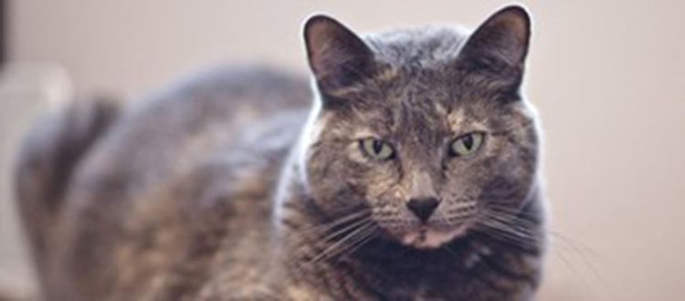 En ældre grå kat sidder og stirrer ind i kameraet     