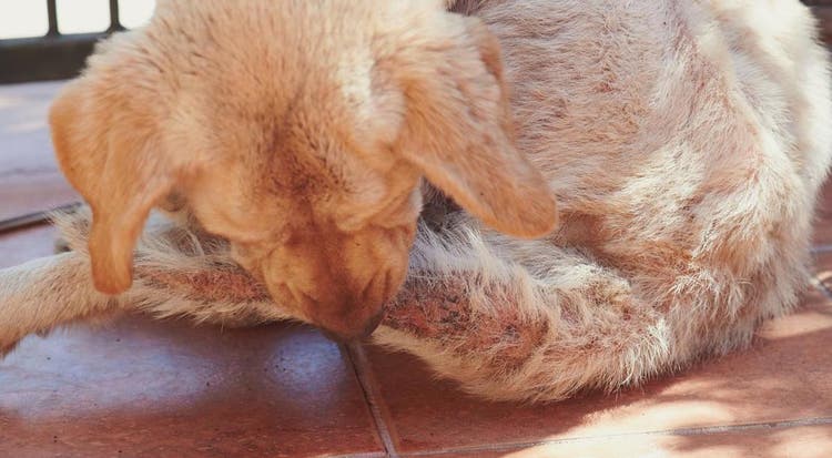 Prurito da pulci nel cane