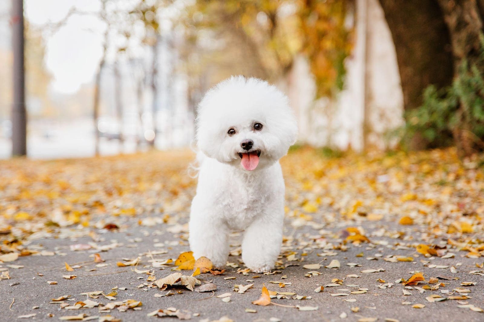 Een vrolijke Bichon Frisé in het bos